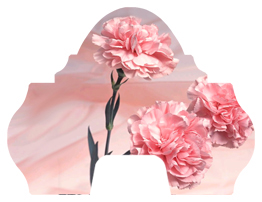 DARAY-L-022 Pink Carnations